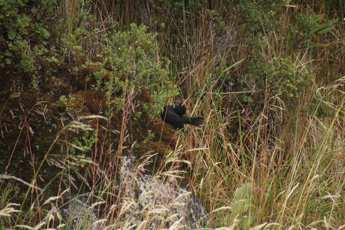Austral Blackbird - ML551406181
