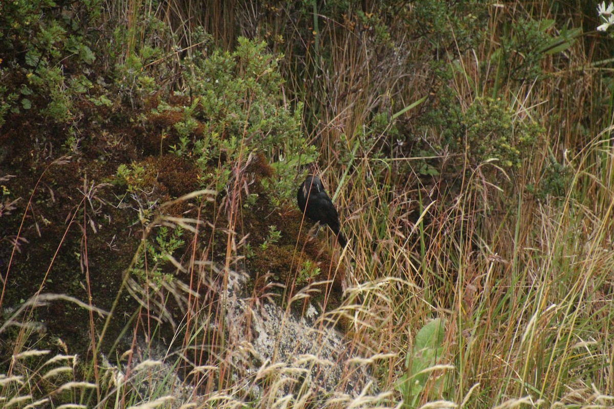 Austral Blackbird - ML551406191