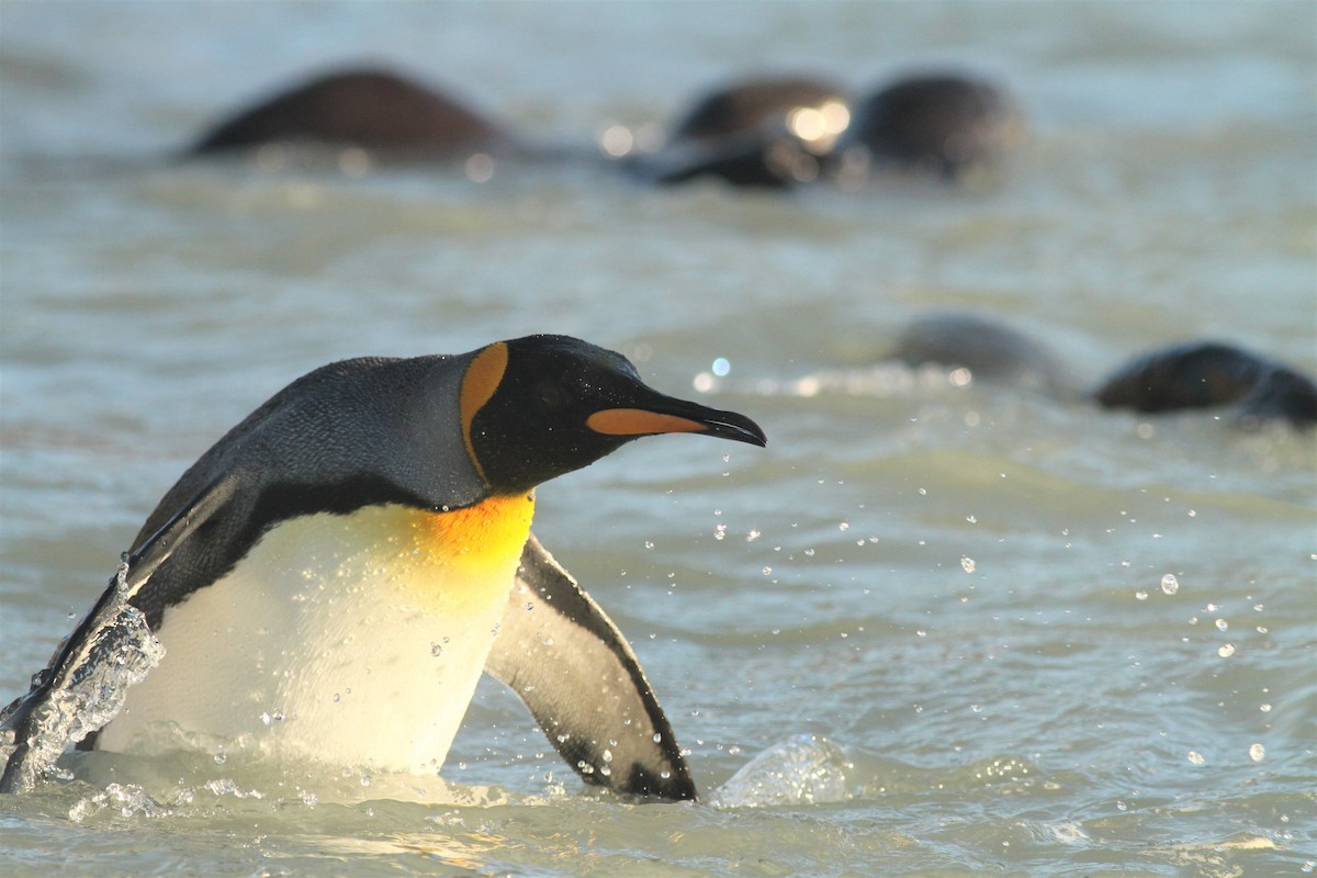 King Penguin - ML551406401