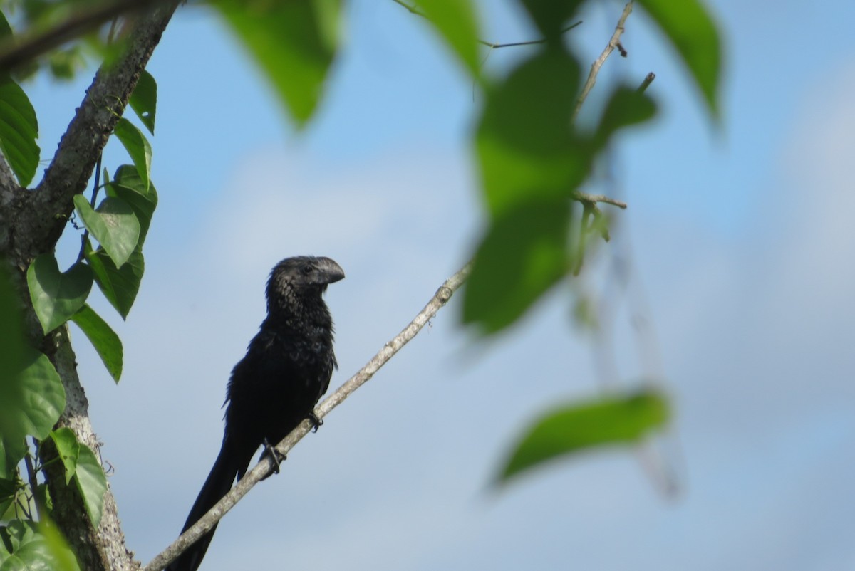 Smooth-billed Ani - ML551408261