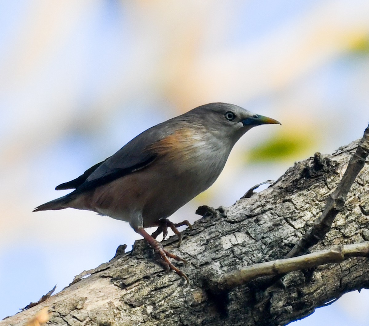 Chestnut-tailed Starling - ML551408871