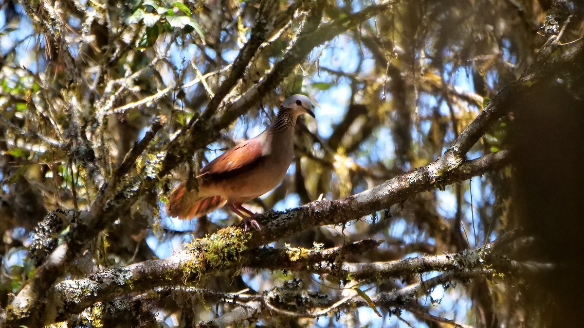 White-faced Quail-Dove - ML551410081