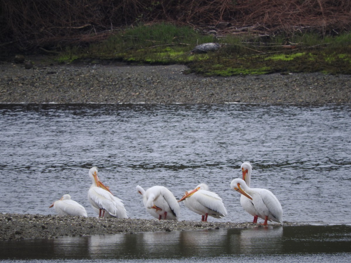 American White Pelican - Ken W. Brown