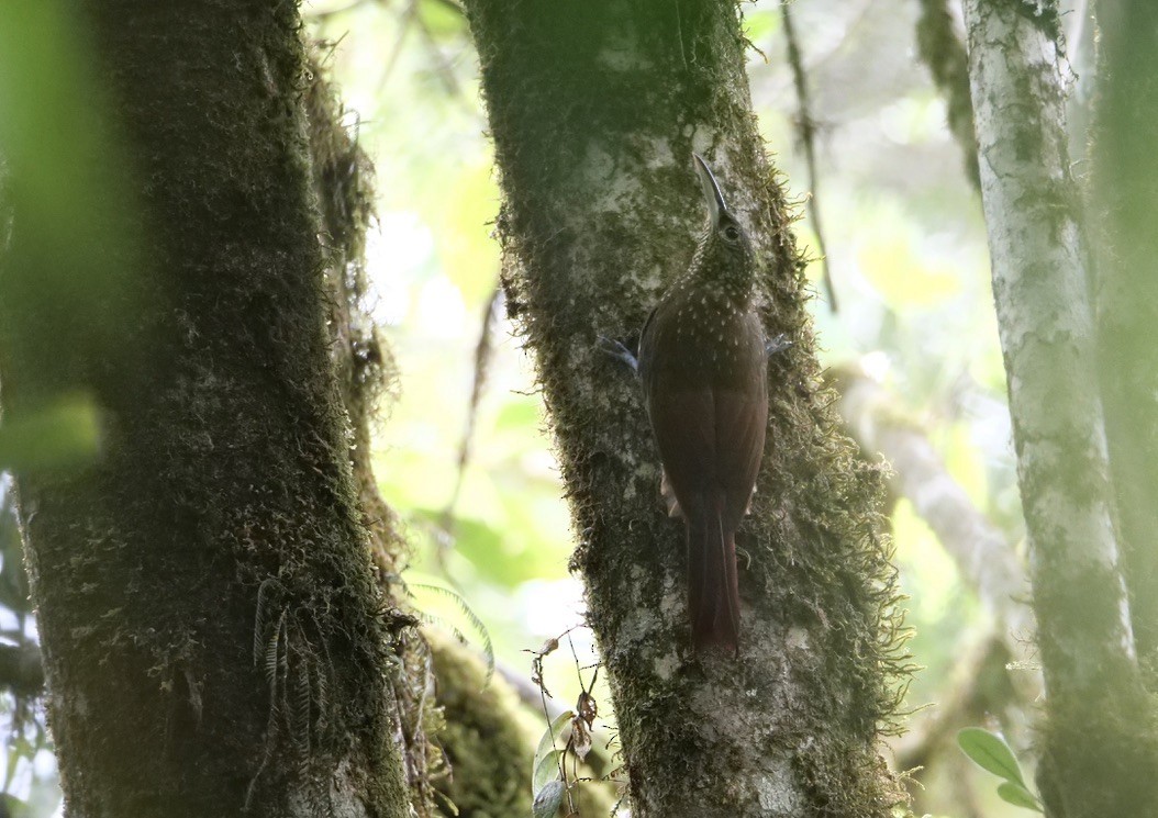 Spotted Woodcreeper - ML551411801