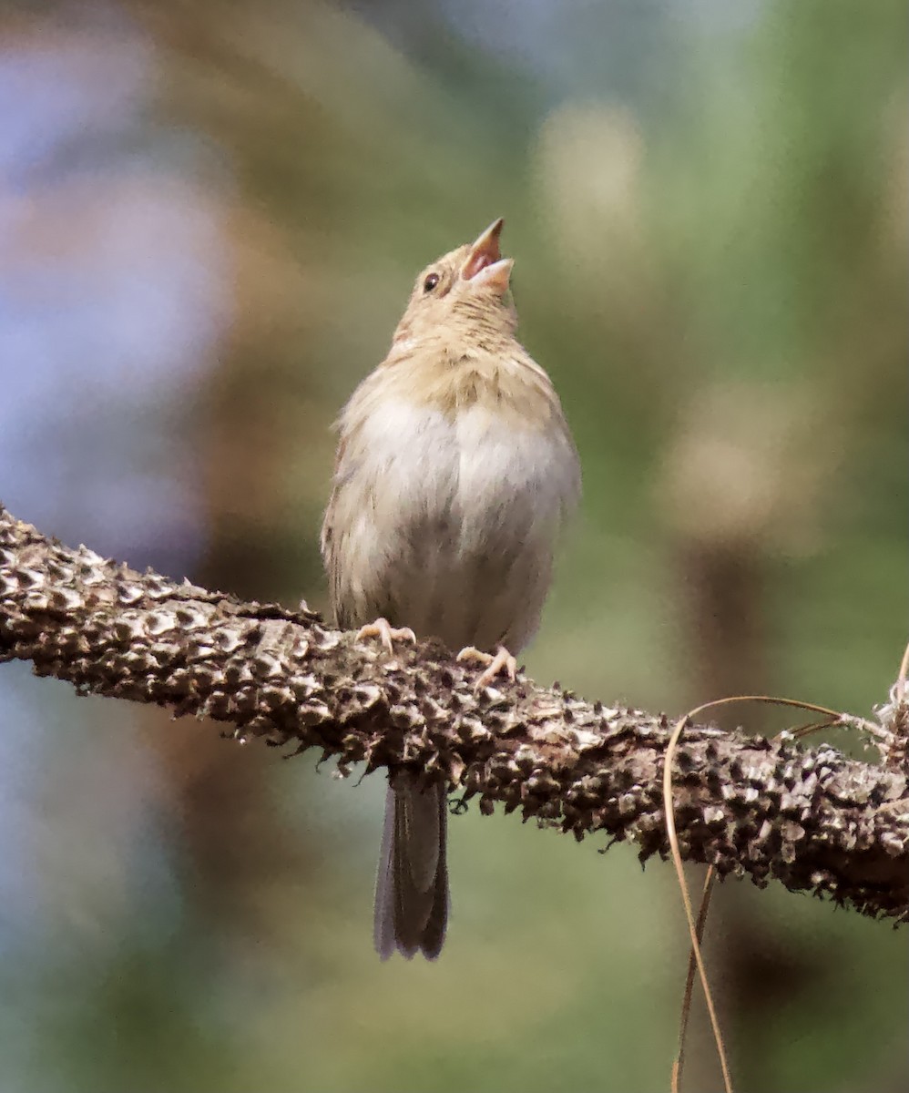 Bachman's Sparrow - ML551412171