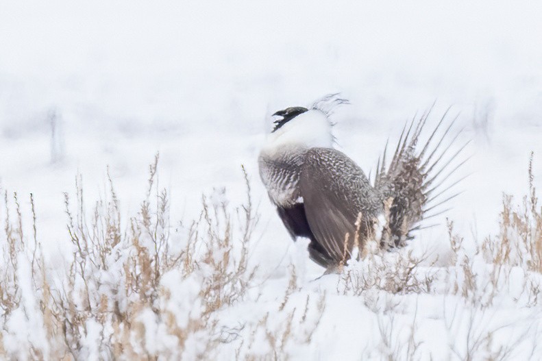Greater Sage-Grouse - ML551412411