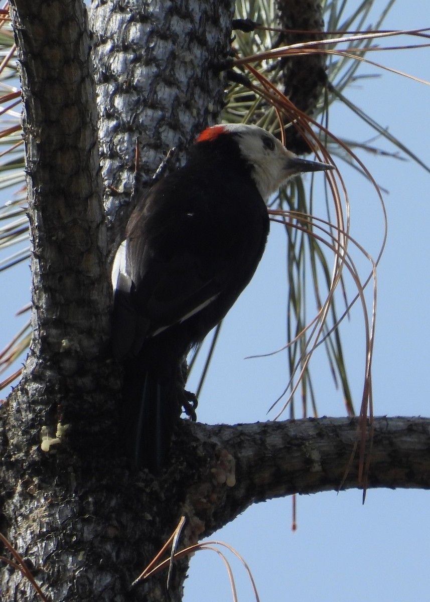 White-headed Woodpecker - Nick Komar