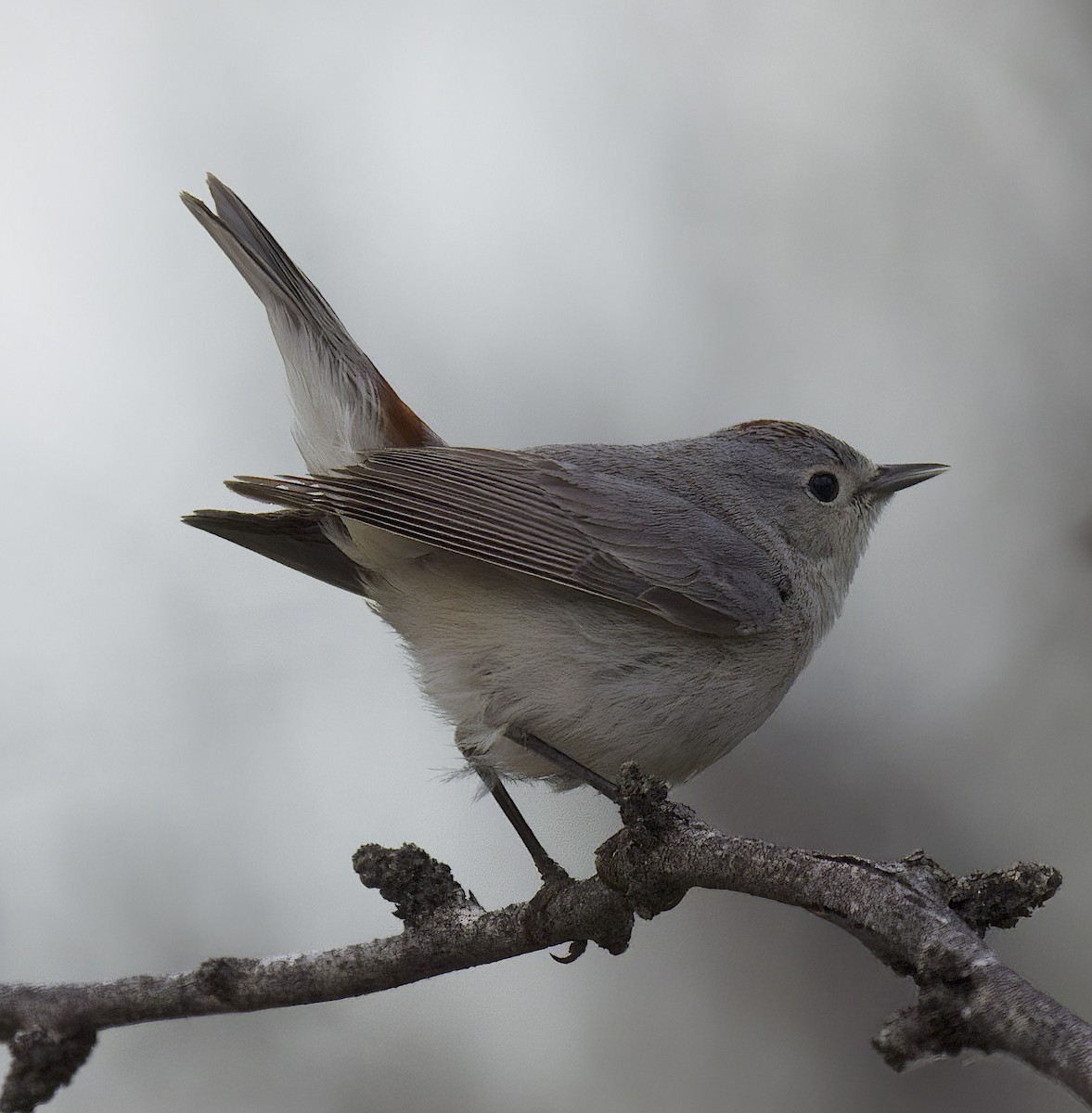Lucy's Warbler - ML551413701