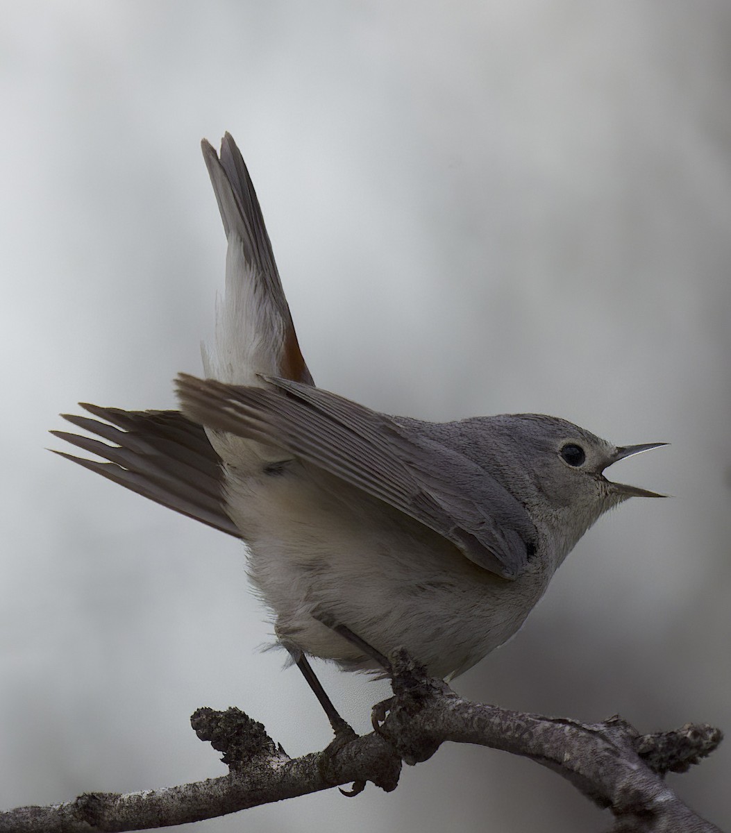Lucy's Warbler - ML551413711