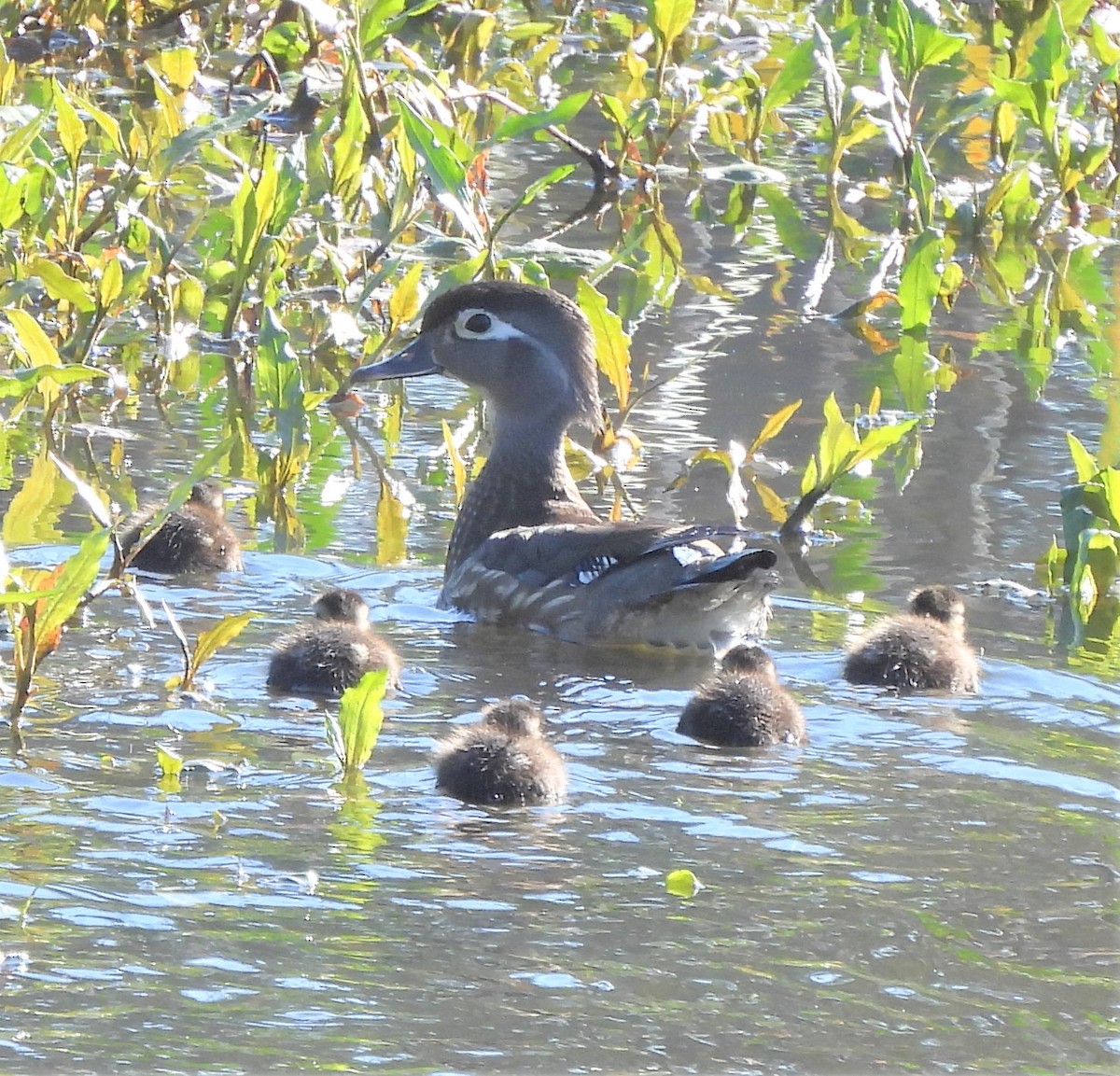 Wood Duck - ML551414901