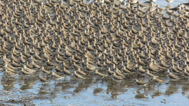 Bergstrandläufer - ML551415051