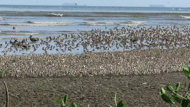Western Sandpiper - ML551415161