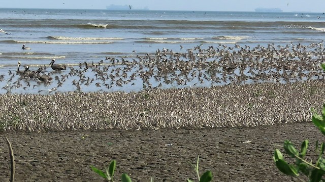 Western Sandpiper - ML551415161