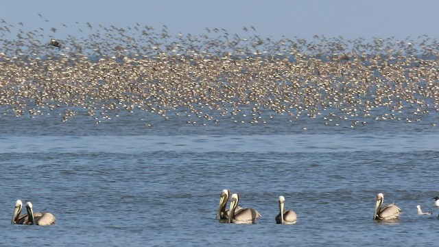 Bergstrandläufer - ML551415681