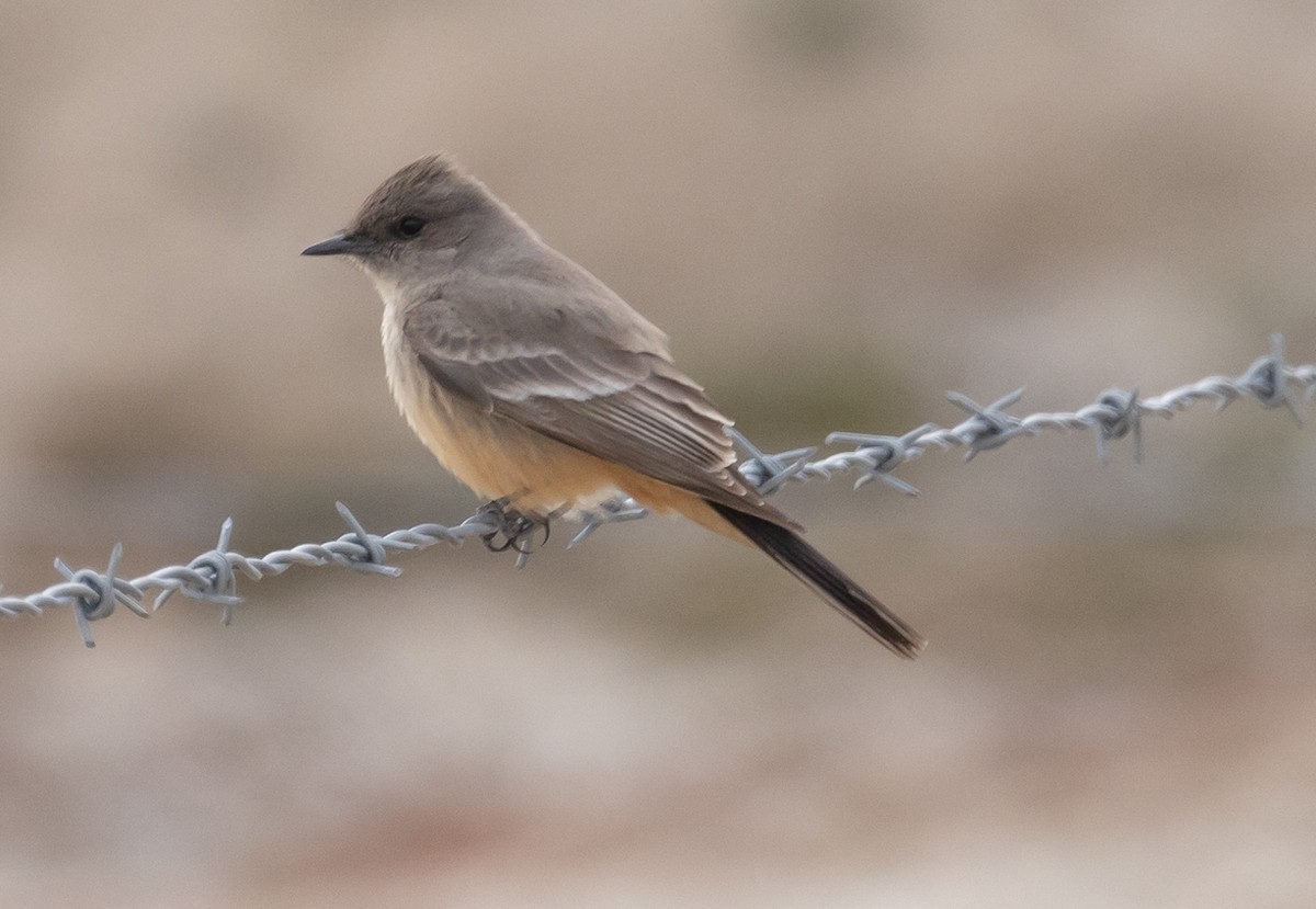 Say's Phoebe - ML551415941