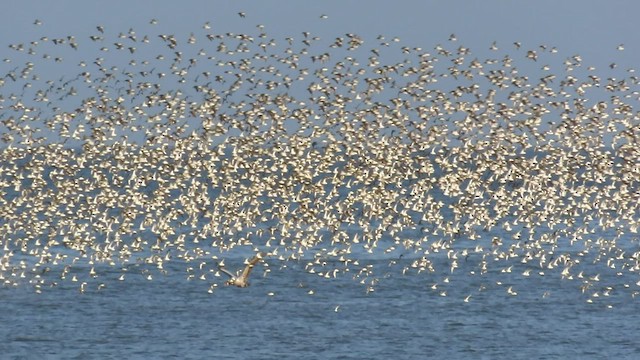 Western Sandpiper - ML551416041