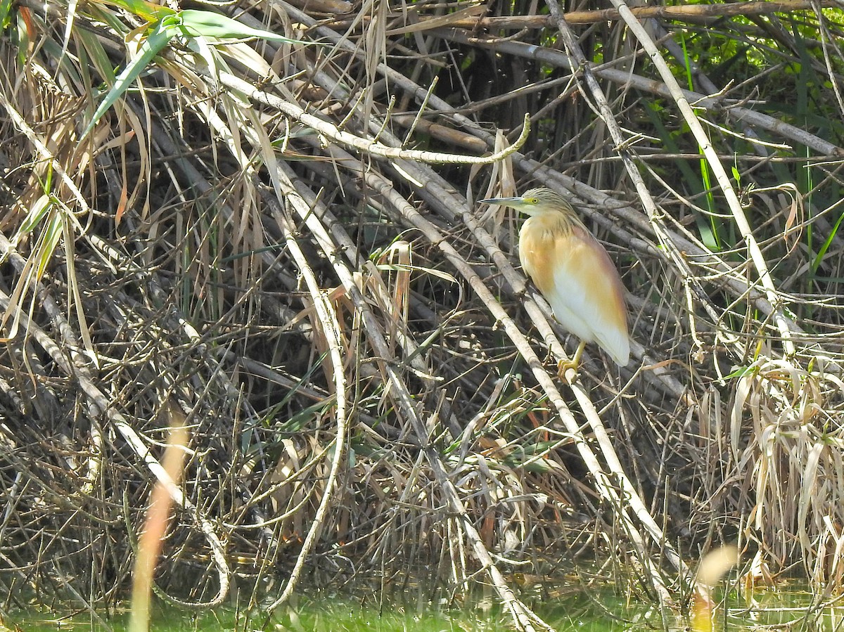 Squacco Heron - Cristina Rappa