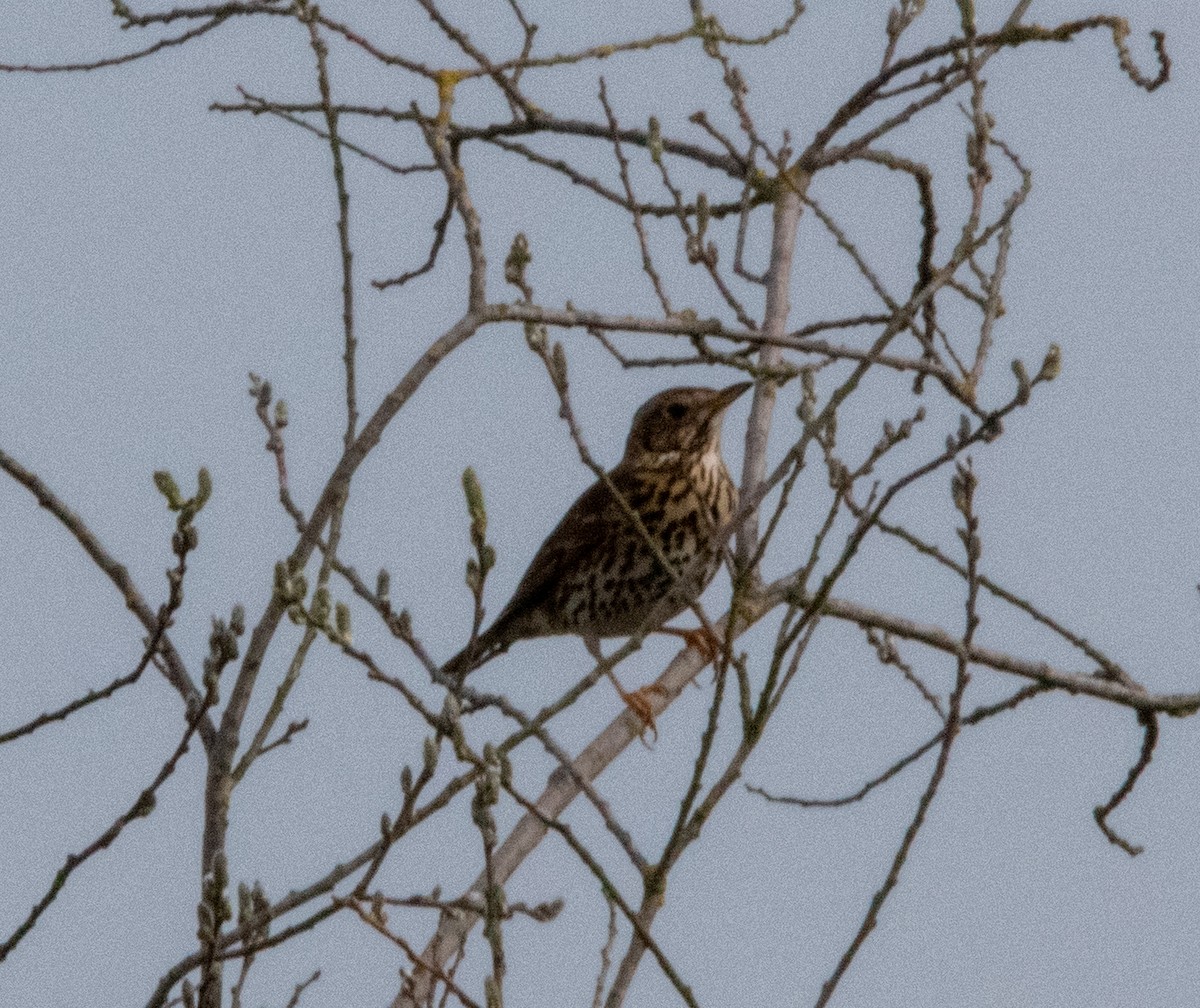 Song Thrush - ML551416871