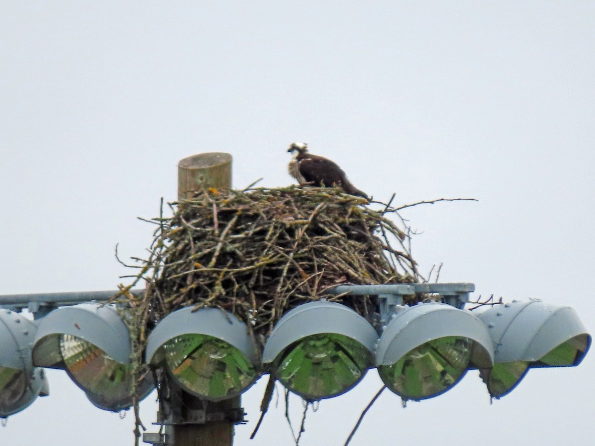 Osprey - Jim Scott