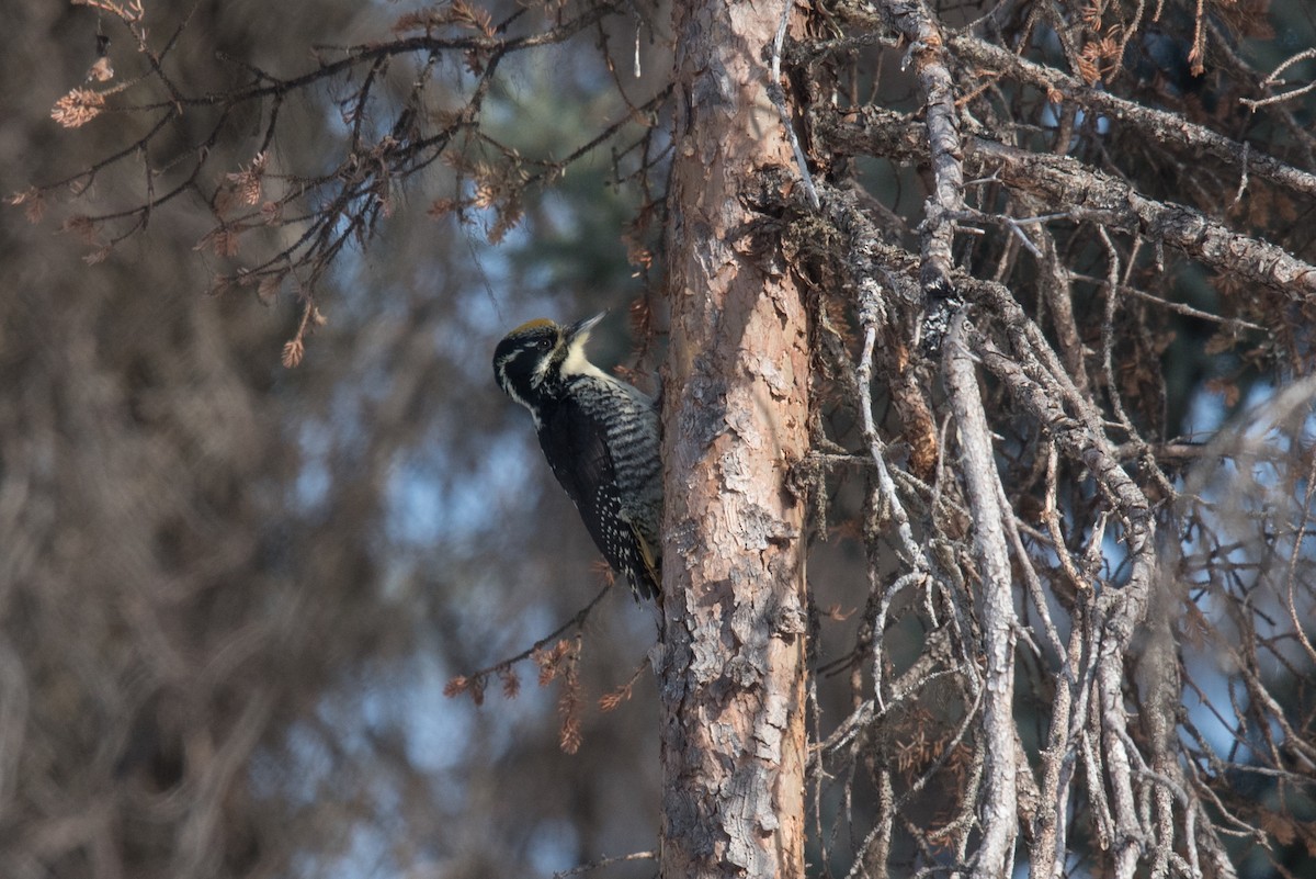 American Three-toed Woodpecker - Aaron Lang