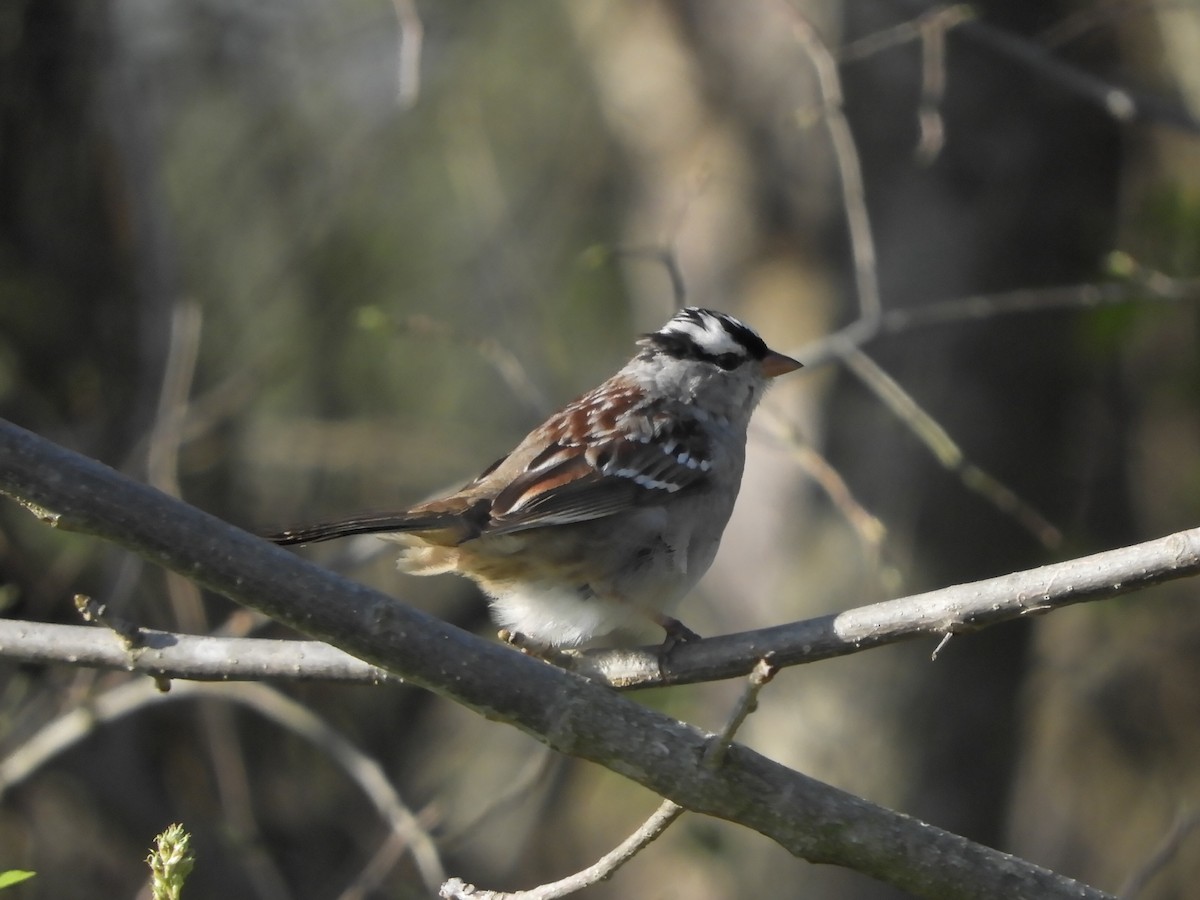 White-crowned Sparrow - ML551417851