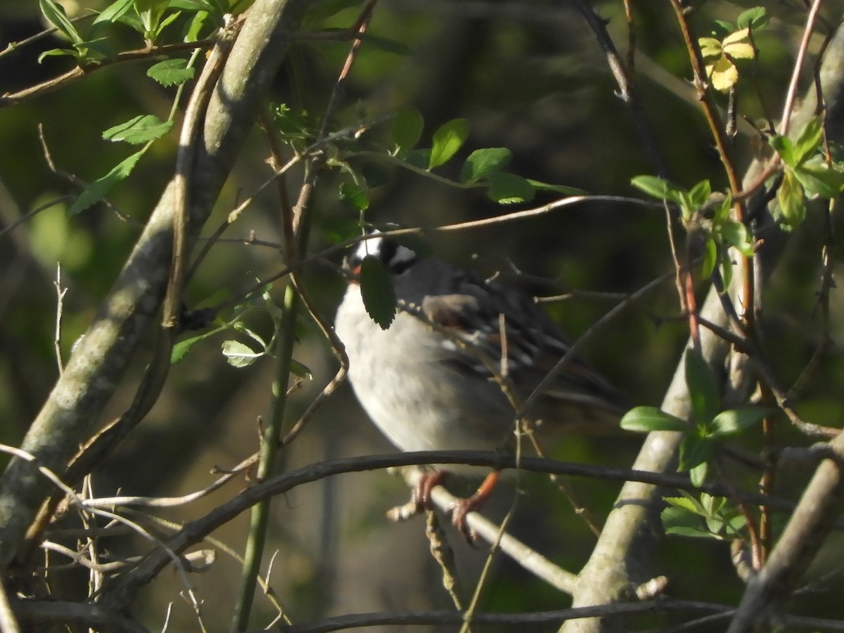 White-crowned Sparrow - ML551417921