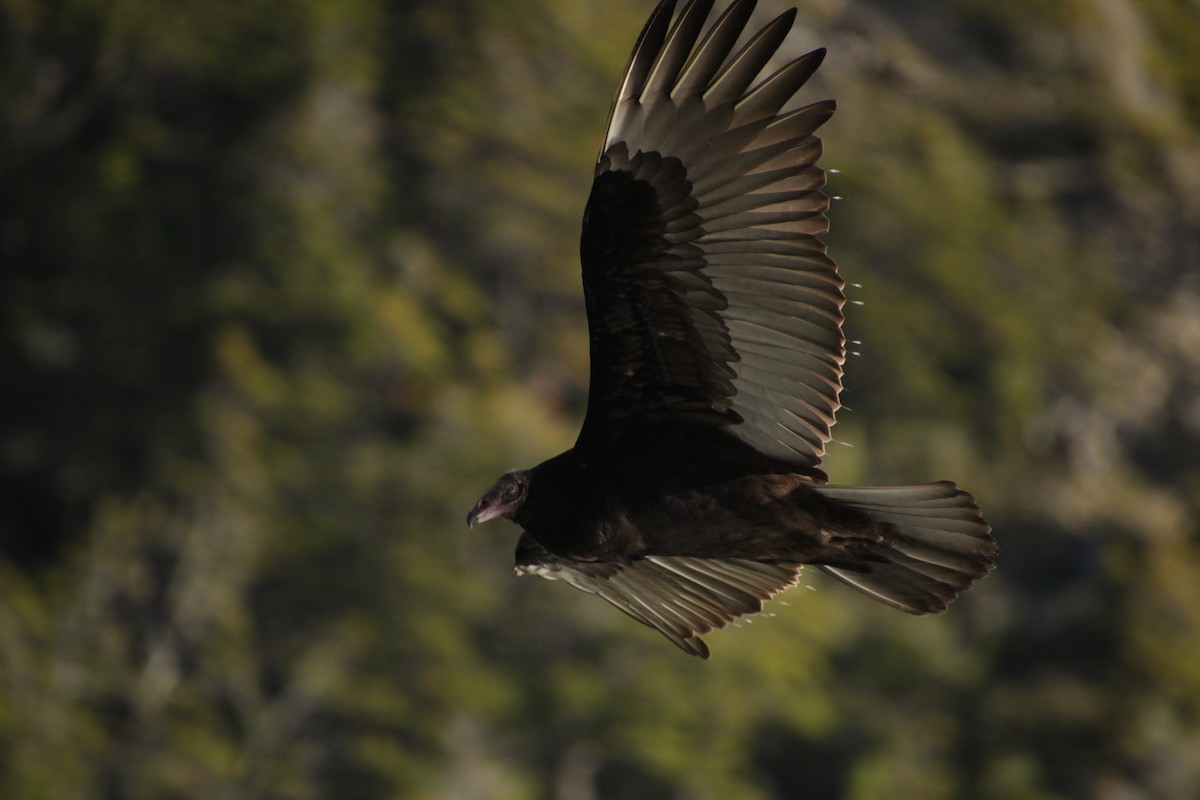 Turkey Vulture - ML551418871