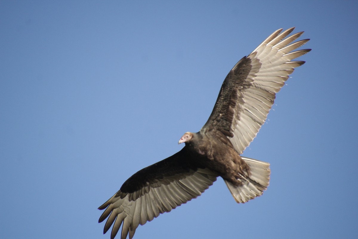 Turkey Vulture - ML551418881