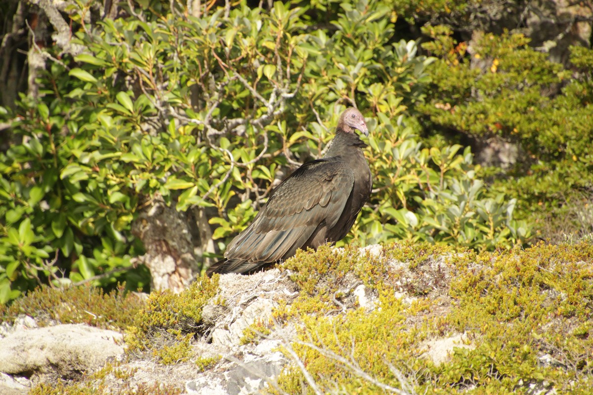 Turkey Vulture - ML551418901