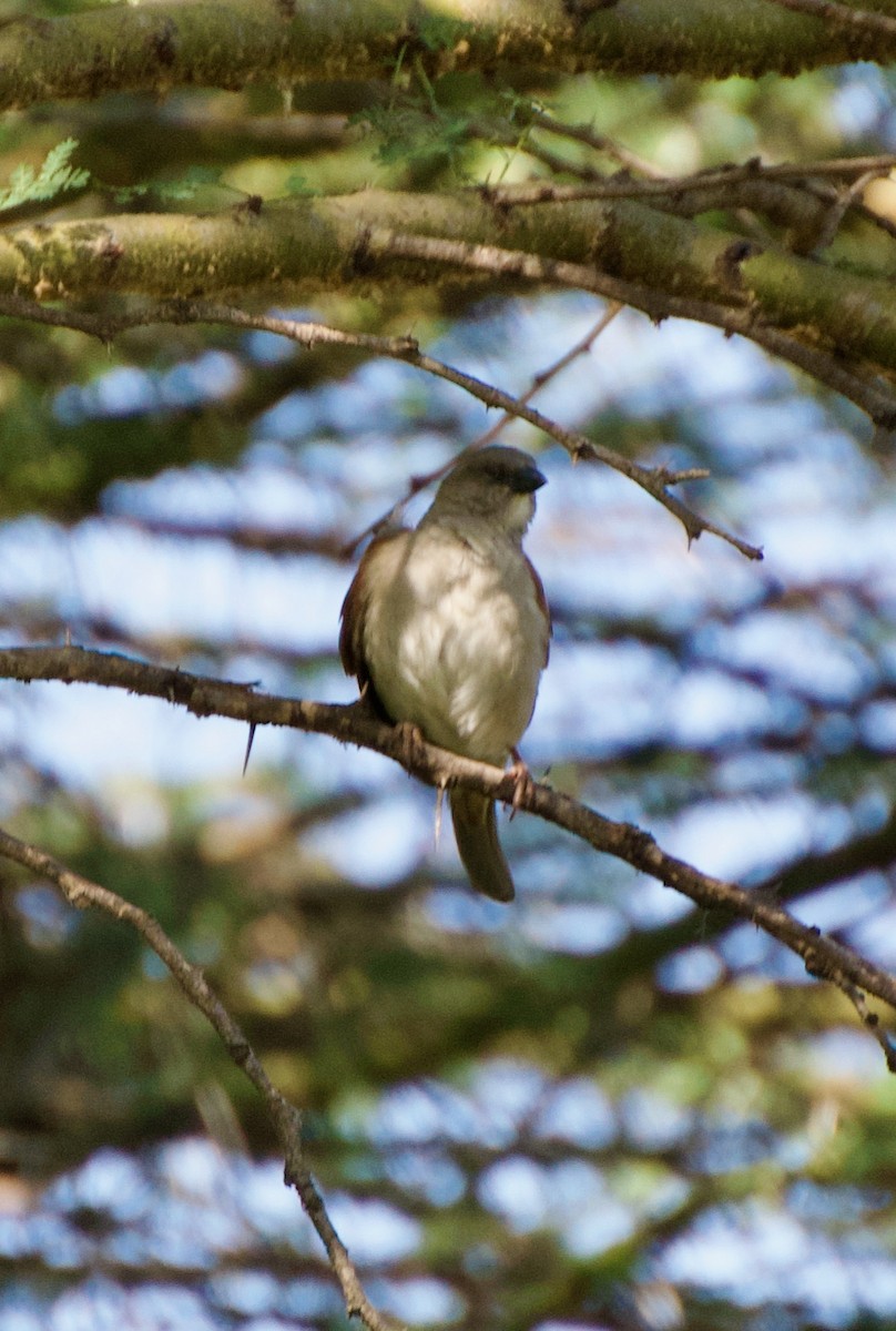 Northern Gray-headed Sparrow - ML551418921