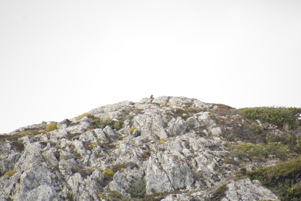 Crested Caracara - ML551419131