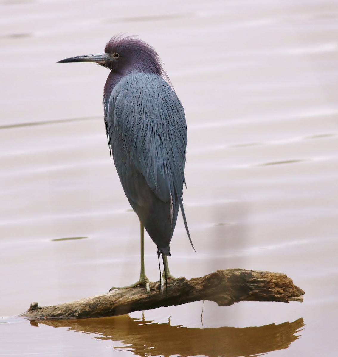 Little Blue Heron - Patricia Verbovszky