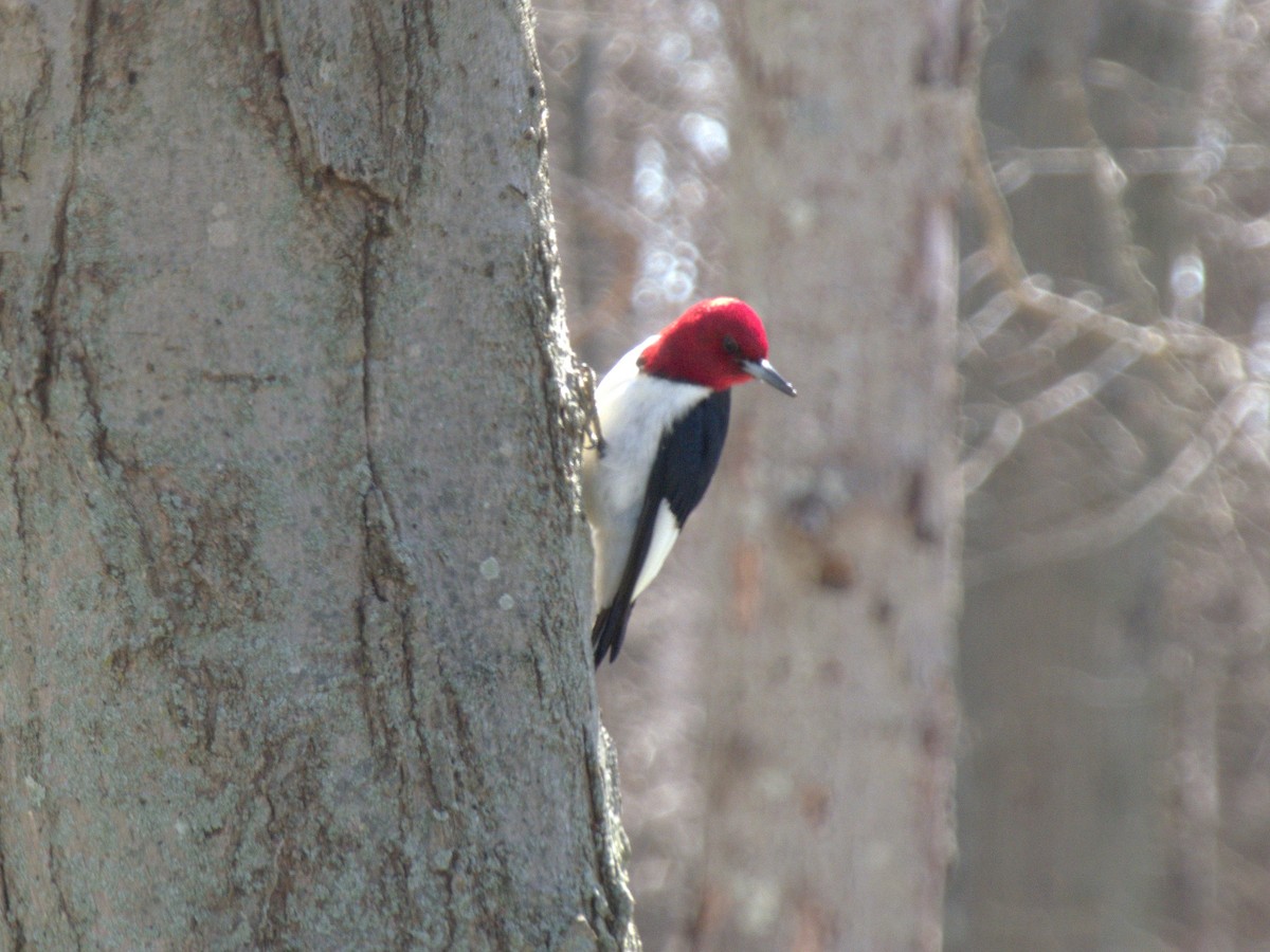 Pic à tête rouge - ML551419601