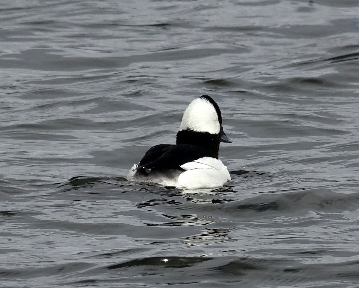 Bufflehead - ML551420431