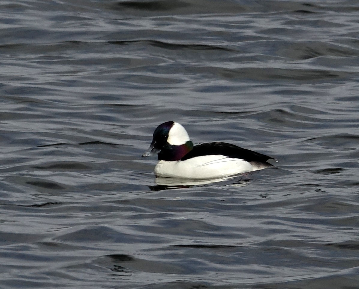 Bufflehead - ML551420441