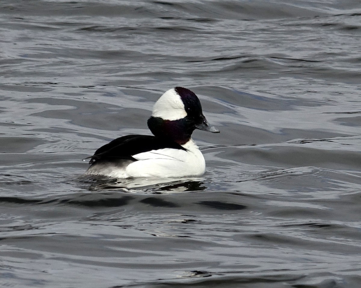 Bufflehead - ML551420451