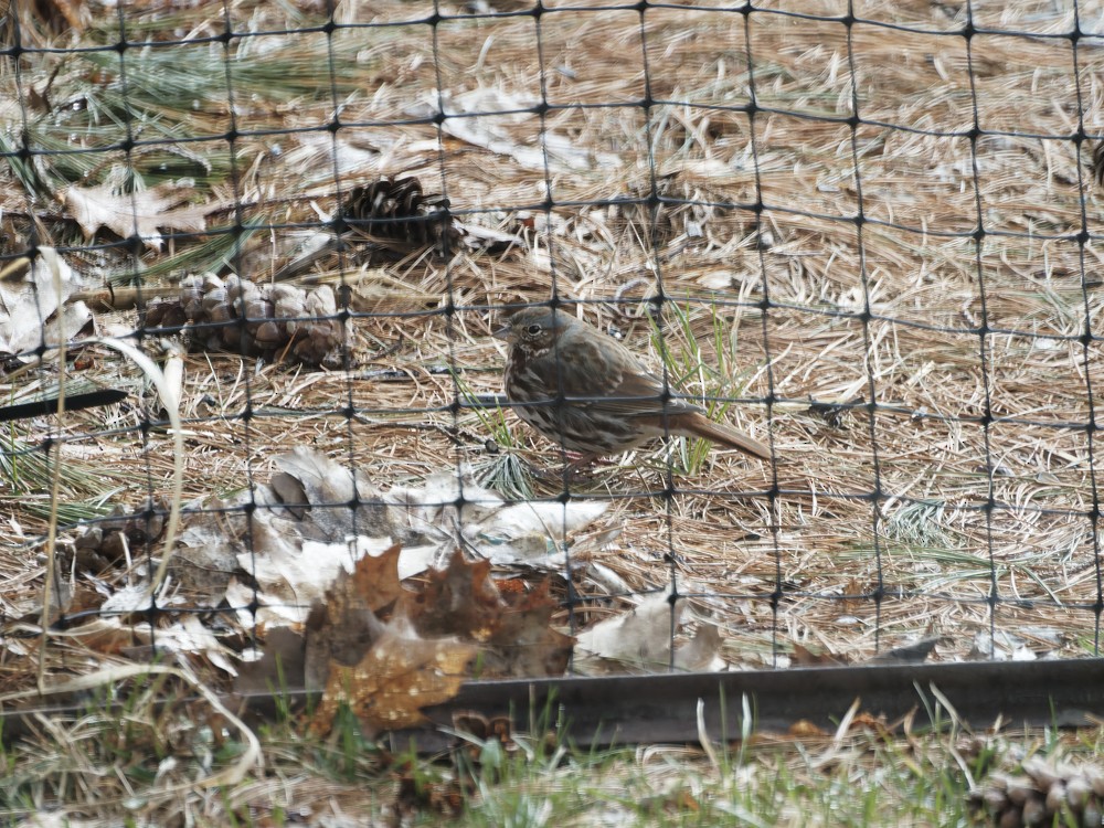 Fox Sparrow - ML551420541