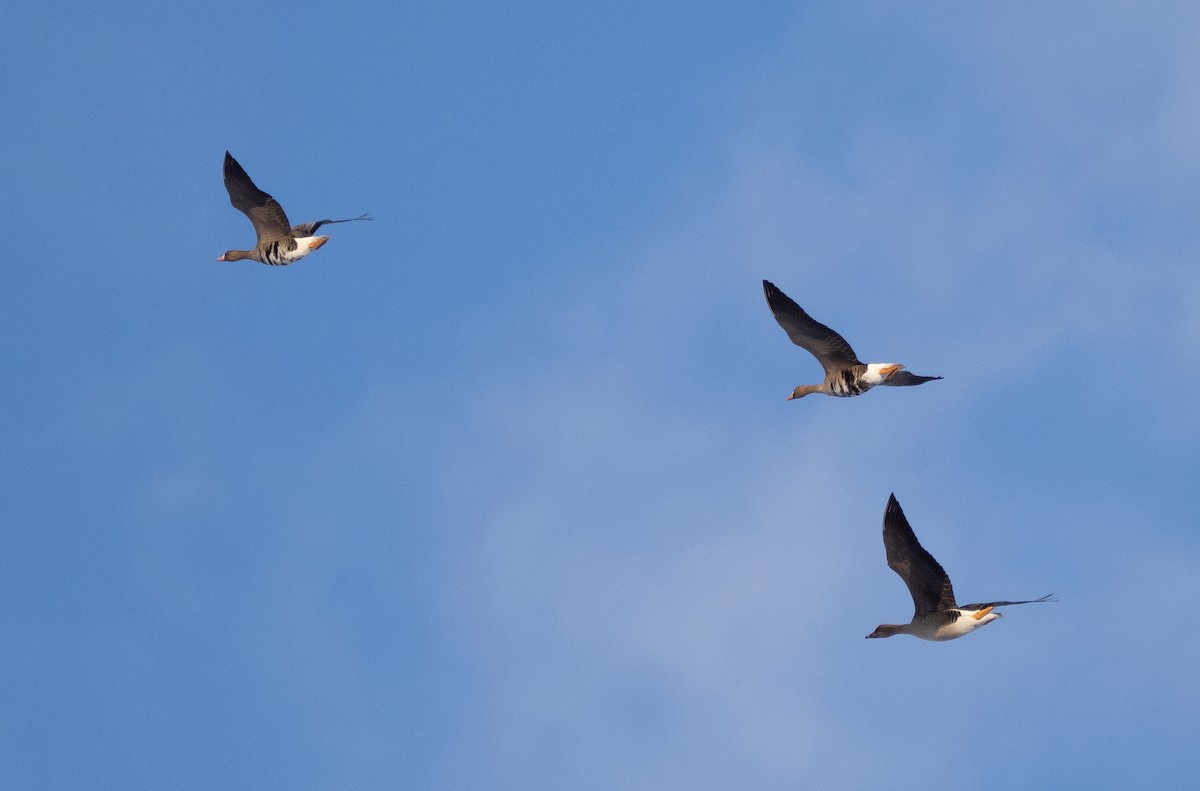 Greater White-fronted Goose - Arto Keskinen