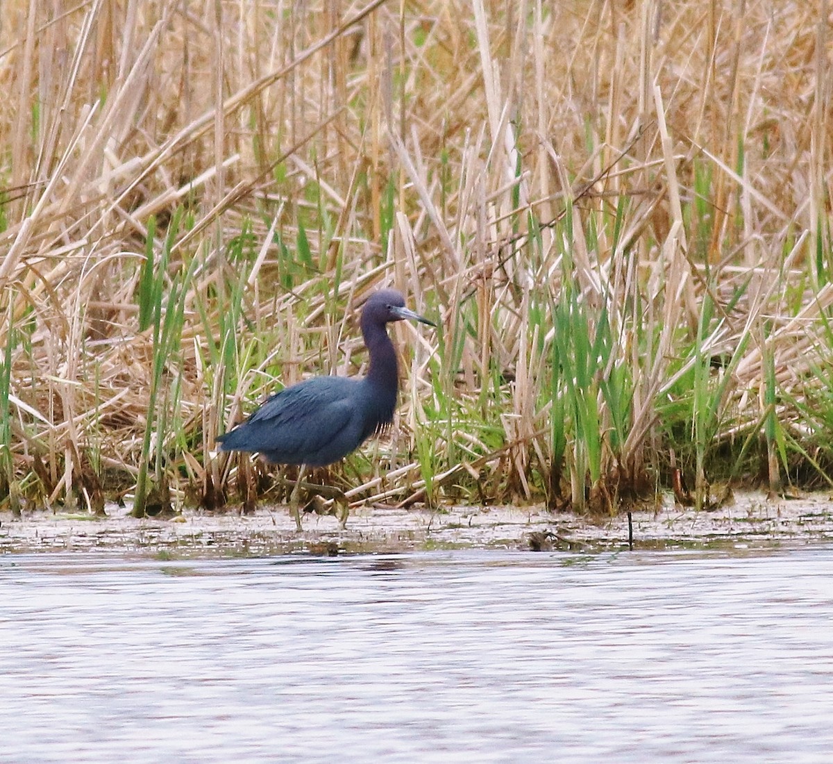 Little Blue Heron - Patricia Verbovszky