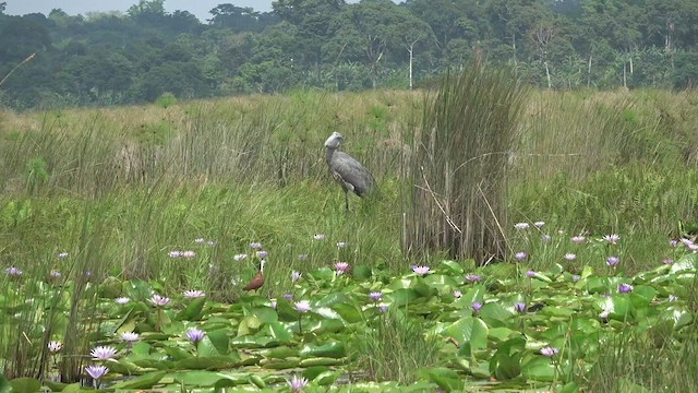 ハシビロコウ - ML551423211