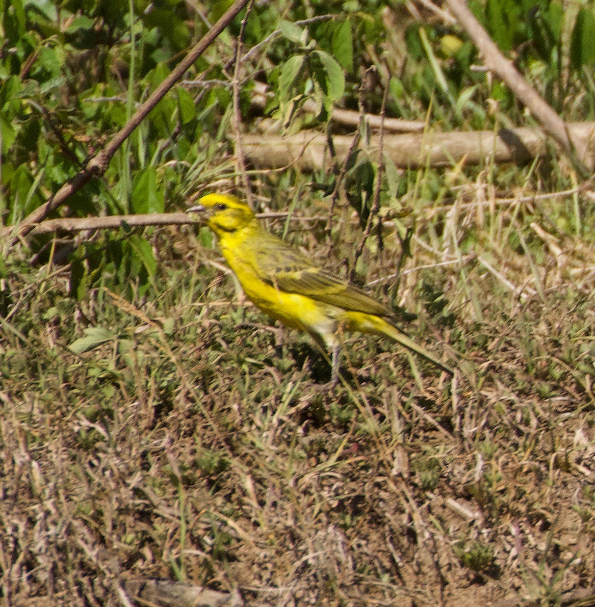 White-bellied Canary - ML551424071