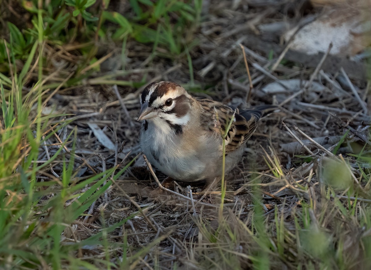 Lark Sparrow - ML551427191