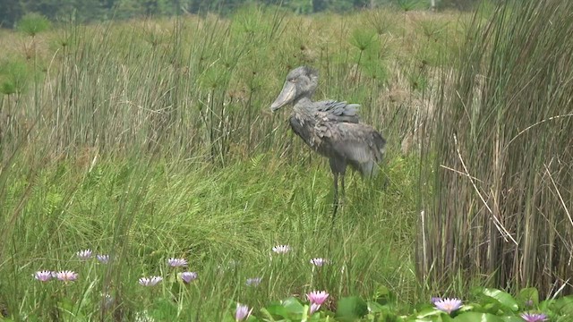 Shoebill - ML551427431