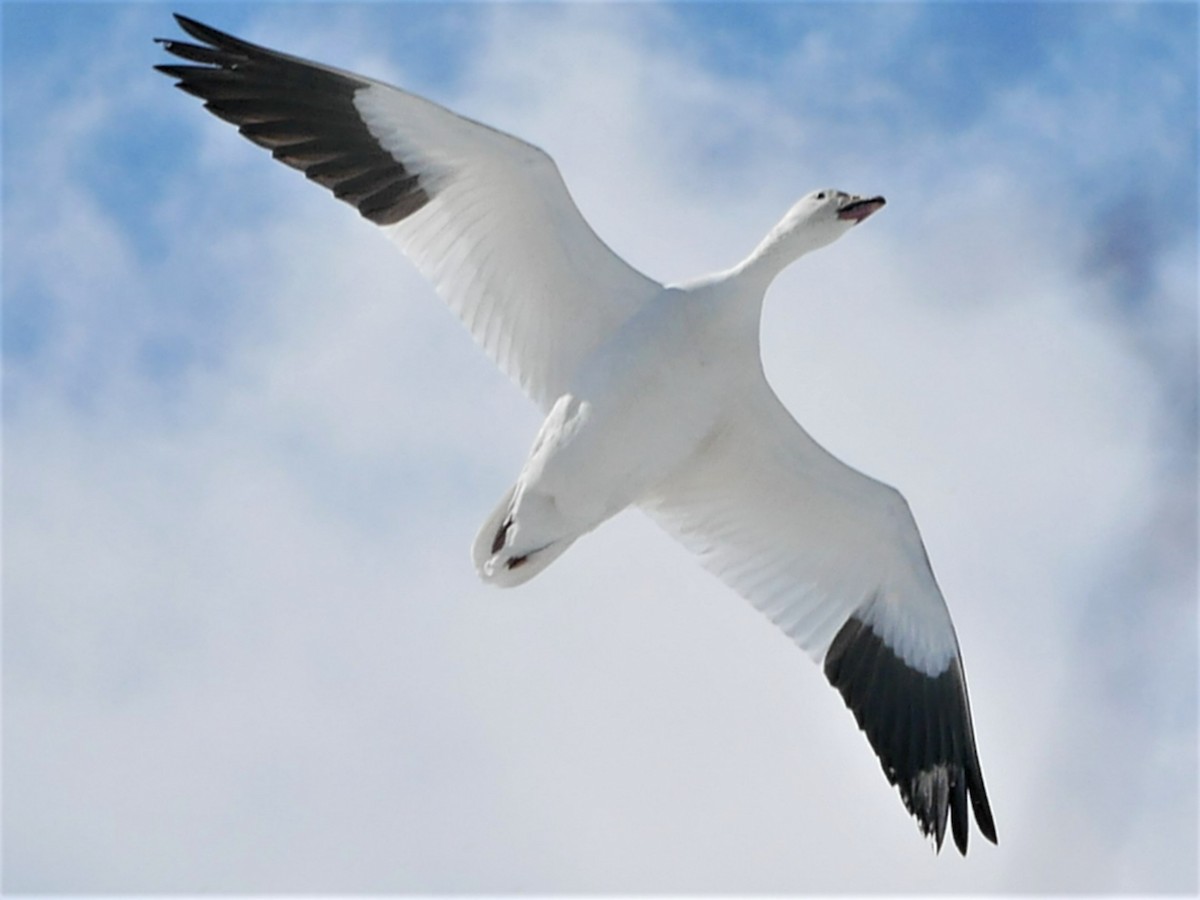 Snow Goose - ML551428471