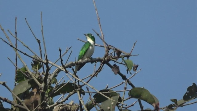 Klaas's Cuckoo - ML551432311