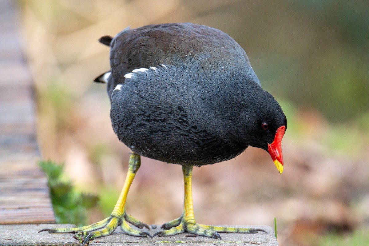 Eurasian Moorhen - Marvin Johanning