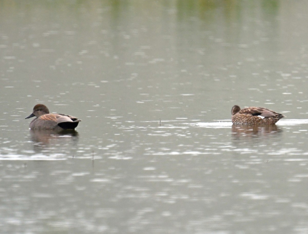 Gadwall - ML551434401