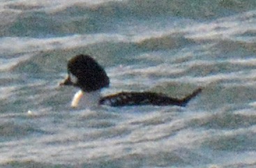 Barrow's Goldeneye - ML551434571