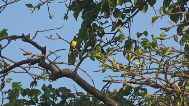 African Emerald Cuckoo - ML551435021