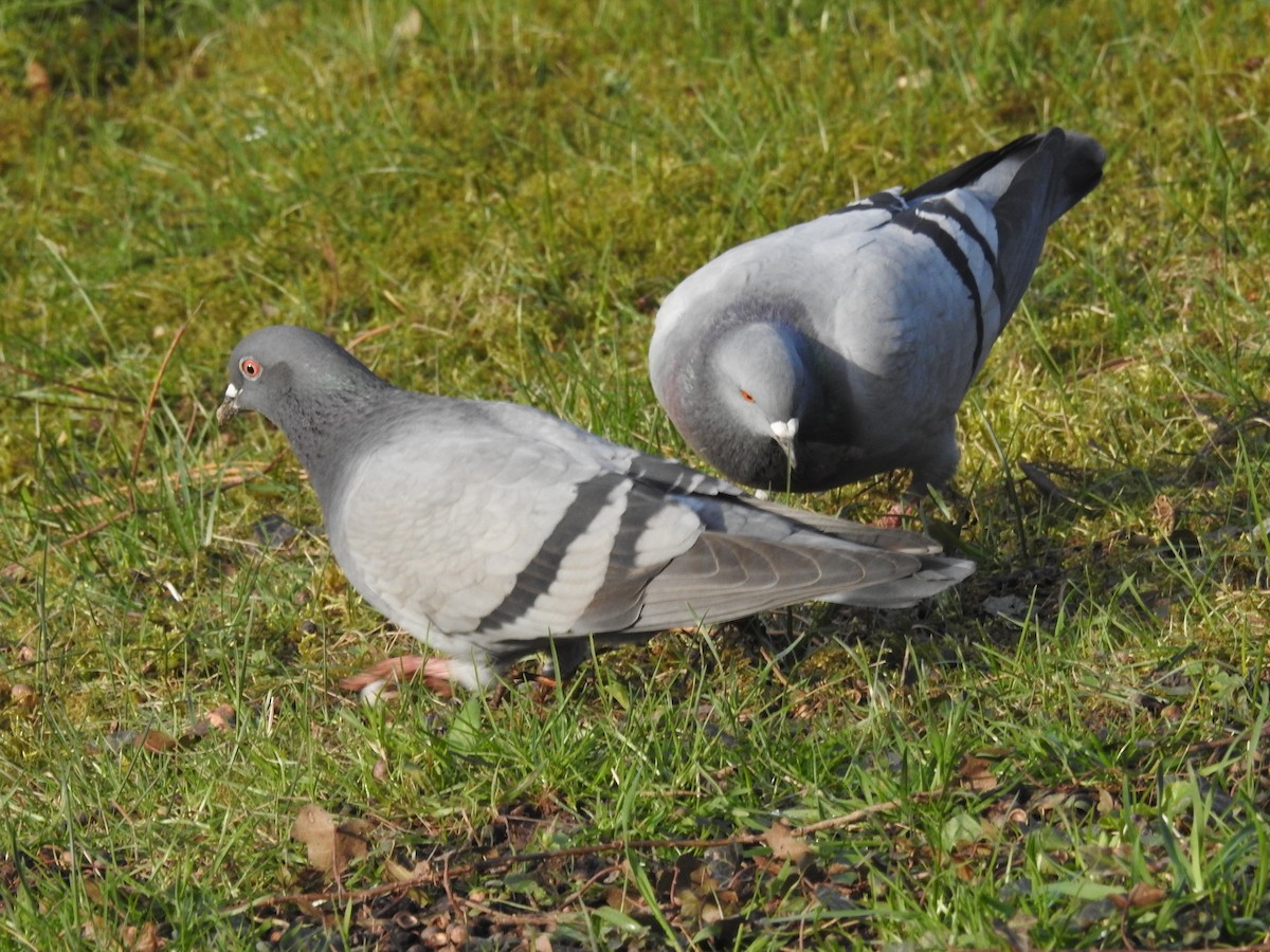 Rock Pigeon (Feral Pigeon) - ML551435691
